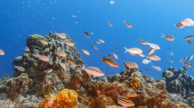 Karayip Denizi 'ndeki mercan resiflerinin turkuaz suları, balık, mercan ve süngerli Curacao.