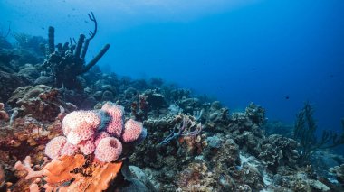Karayip Denizi 'ndeki mercan resiflerinin turkuaz sularında deniz manzarası..