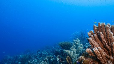Karayip Denizi 'ndeki mercan resiflerinin turkuaz sularında deniz manzarası..