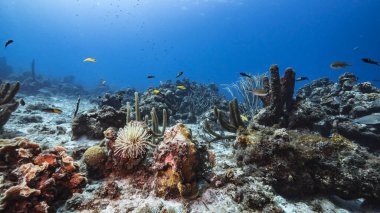 Karayip Denizi 'ndeki mercan resiflerinin turkuaz suları, balık, mercan ve süngerli Curacao.