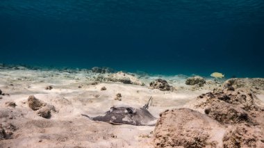 Karayip Denizi 'ndeki mercan resiflerinin turkuaz sularında deniz burnu, Sting Ray, mercan ve süngerle Curacao.