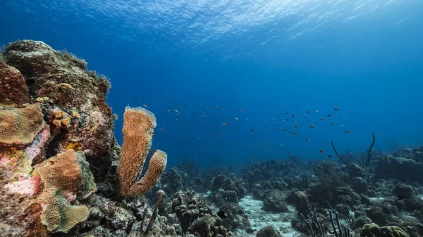 Zeegezicht Turquoise Water Van Koraalrif Caribische Zee — Stockfoto
