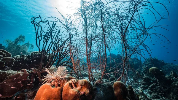 加勒比海 库拉索岛珊瑚礁蓝绿色海水中的海景 有鱼类 珊瑚和海绵 — 图库照片