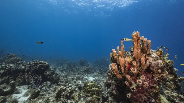 Θαλάσσιο Τοπίο Τυρκουάζ Νερά Του Κοραλλιογενή Ύφαλο Στην Καραϊβική Θάλασσα — Φωτογραφία Αρχείου