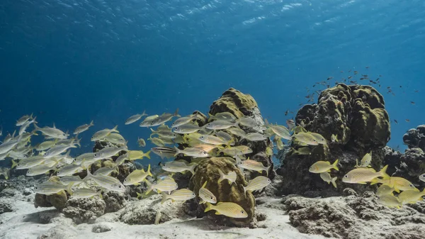 Paysage Marin Dans Eau Turquoise Récif Corallien Dans Mer Des — Photo