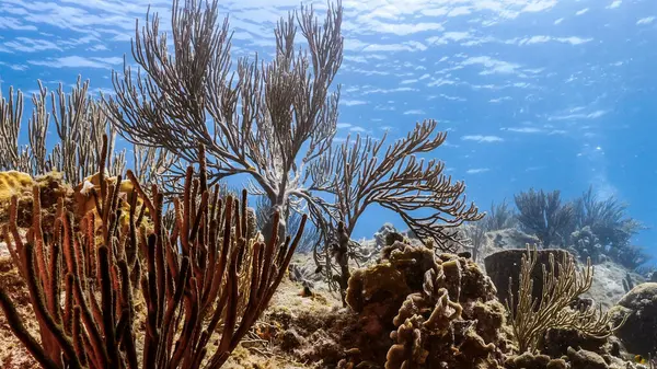 Seascape Tyrkysové Vodě Korálových Útesů Karibském Moři Curacao Rybami Korály — Stock fotografie