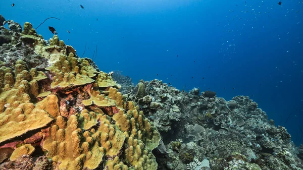 Capa Marinha Água Turquesa Recifes Coral Mar Caribe Curaçao Com — Fotografia de Stock