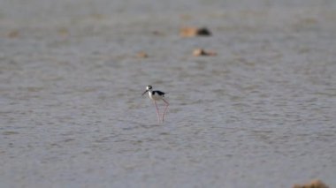 Siyah boyunlu Stilt Süper Yavaş Çekimde, Kuş Vahşi Hayatı 