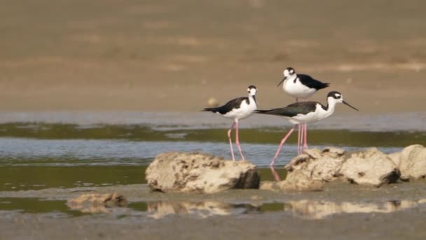 Zwarte Hals Stilts Super Slow Motion Vogel Wildlife — Stockvideo
