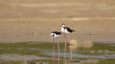 Siyah boyunlu Stilts in Super Slow Motion, Bird Wild Life 