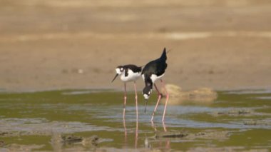 Siyah boyunlu Stilts in Super Slow Motion, Bird Wild Life 