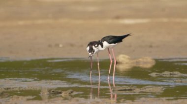 Siyah boyunlu Stilts in Super Slow Motion, Bird Wild Life 