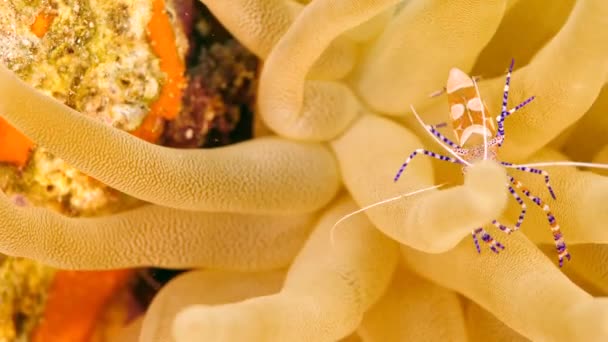 카리브해의 산호초에 — 비디오