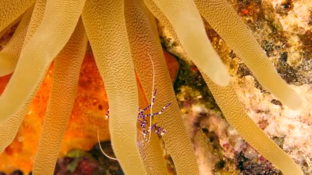 Camarones Arrecife Coral Del Mar Caribe — Vídeo de stock
