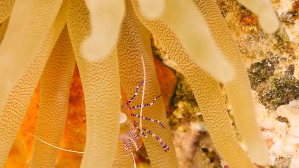 Camarones Arrecife Coral Del Mar Caribe — Vídeo de stock