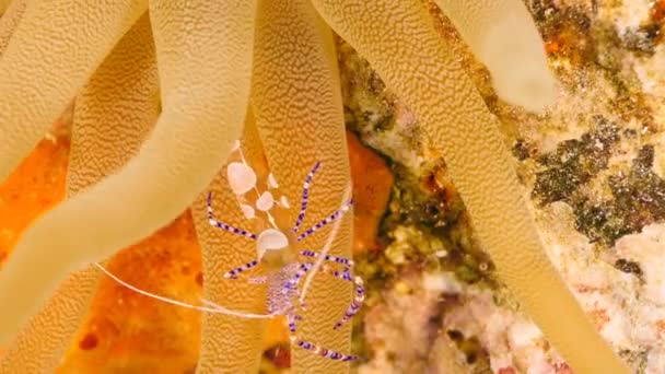 Crevettes Dans Récif Corallien Mer Des Caraïbes — Video