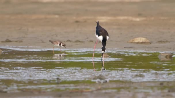 超慢速运动中的黑色颈项倾斜 鸟类野生动物 — 图库视频影像