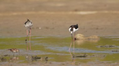 Siyah boyunlu Stilts in Super Slow Motion, Bird Wild Life 