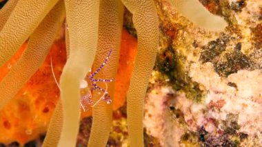 Karayip Denizi 'nin mercan kayalıklarında karides