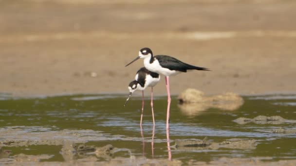Czarny Szyja Stilts Super Slow Motion Bird Wildlife — Wideo stockowe
