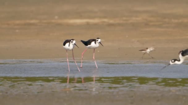 Zwarte Hals Stilts Super Slow Motion Vogel Wildlife — Stockvideo