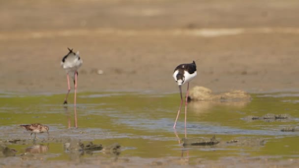 Black Necked Stilts Super Slow Motion Bird Wildlife — стоковое видео