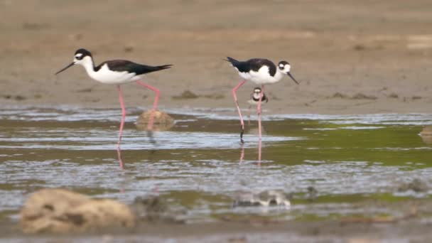 Black Necked Stilts Super Slow Motion Bird Wildlife — Stock video