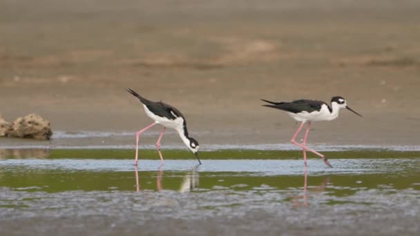 Black Necked Stilts Super Slow Motion Bird Wildlife — стоковое видео
