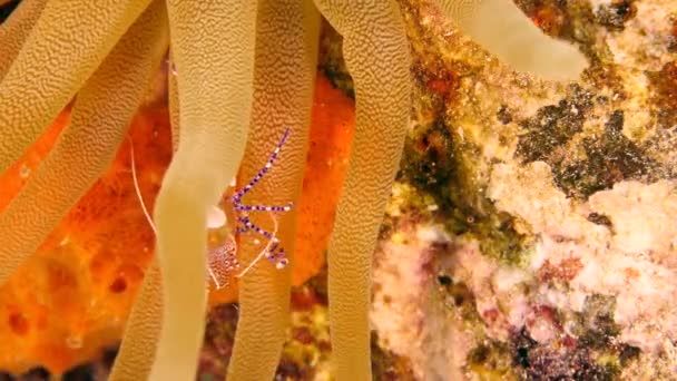加勒比海珊瑚礁中的虾 — 图库视频影像
