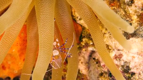 카리브해의 산호초에 — 비디오