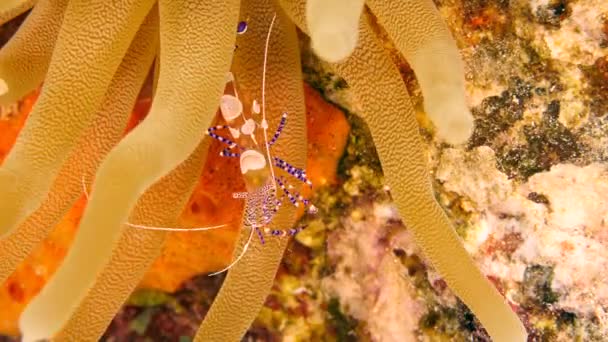 Camarones Arrecife Coral Del Mar Caribe — Vídeos de Stock