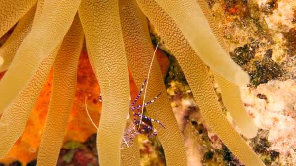 加勒比海珊瑚礁中的虾 — 图库视频影像