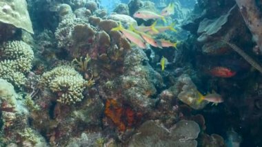 Karayip Denizi 'ndeki mercan resiflerinde mercan, sünger ve balık bulunan deniz burnu, Curacao