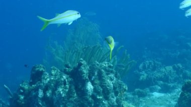 Karayip Denizi 'ndeki mercan resiflerinde mercan, sünger ve balık bulunan deniz burnu, Curacao