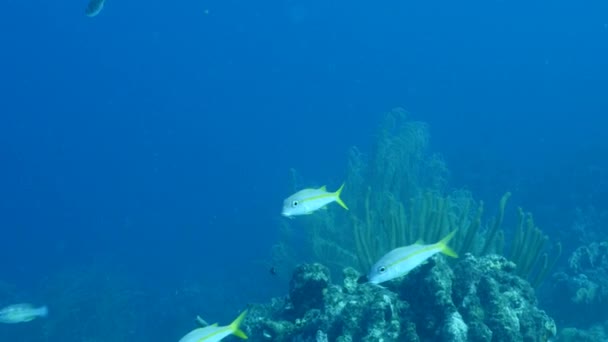Karayip Denizi Ndeki Mercan Resiflerinde Mercan Sünger Balık Bulunan Deniz — Stok video
