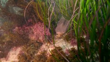 Horn Shark Pasifik Okyanusu, Kaliforniya, ABD 'de dinleniyor. Süper Yavaş Hareket 'teki Vahşi Yaşam