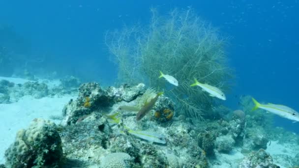 在加勒比海 库拉索岛的珊瑚礁 有珊瑚 海绵和鱼的海景 — 图库视频影像