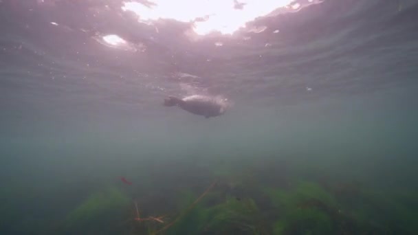 Vídeo Subaquático Harbor Seal Oceano Pacífico Califórnia Estados Unidos — Vídeo de Stock