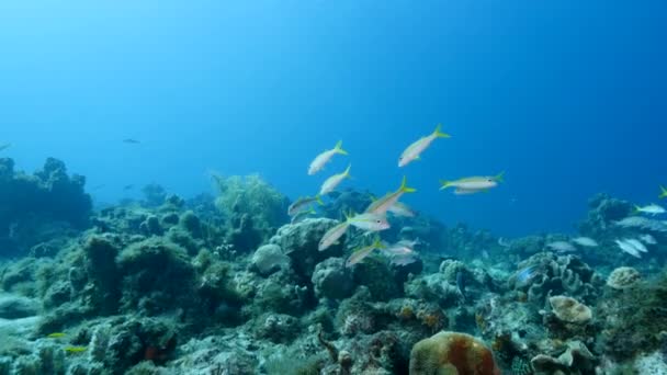 在加勒比海 库拉索岛的珊瑚礁 有珊瑚 海绵和鱼的海景 — 图库视频影像