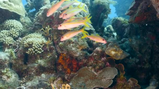 Karayip Denizi Ndeki Mercan Resiflerinde Mercan Sünger Balık Bulunan Deniz — Stok video