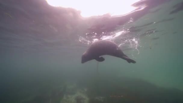 Undervattensvideo Harbor Seal Stilla Havet Kalifornien Usa — Stockvideo