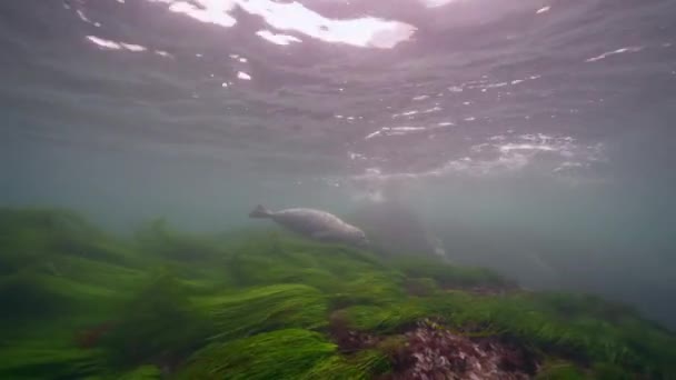 Video Sottomarino Harbor Seal Nell Oceano Pacifico California Stati Uniti — Video Stock