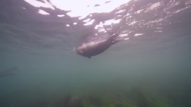 Vídeo Submarino Harbor Seal Océano Pacífico California Estados Unidos — Vídeo de stock