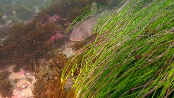 Horn Shark Está Descansando Oceano Pacífico Califórnia Estados Unidos Vida — Vídeo de Stock