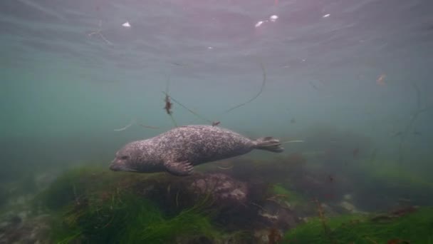 Vidéo Sous Marine Harbor Seal Dans Océan Pacifique Californie États — Video