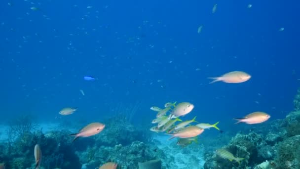 Paisaje Marino Con Coral Esponja Peces Arrecife Coral Del Mar — Vídeo de stock