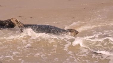 Pasifik Okyanusu, Kaliforniya, ABD sahillerindeki Liman Mührü.