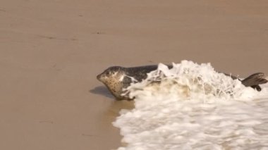 Pasifik Okyanusu, Kaliforniya, ABD sahillerindeki Liman Mührü.