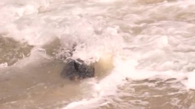 Pasifik Okyanusu, Kaliforniya, ABD sahillerindeki Liman Mührü.