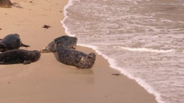 Pasifik Okyanusu, Kaliforniya, ABD sahillerindeki Liman Mührü.